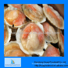 High quality half shell frozen scallop